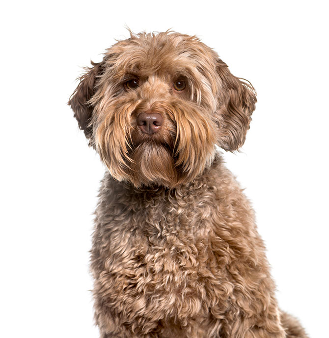 Labradoodle der er 2 år gammel