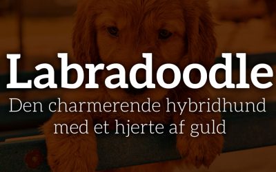 Labradoodle: Den charmerende hybridhund med et hjerte af guld