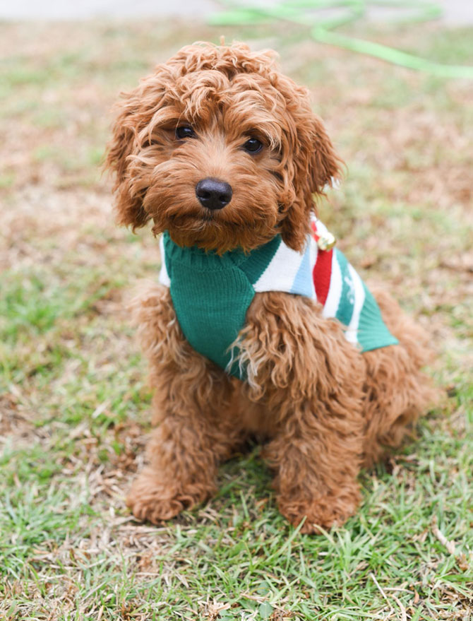 Labradoodle hundehvalp