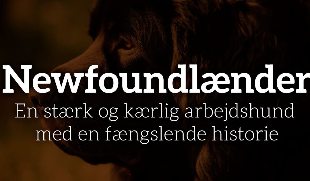 Newfoundlænder: En stærk og kærlig arbejdshund