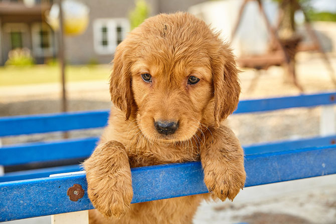 Sød Labradoodle hundehvalp