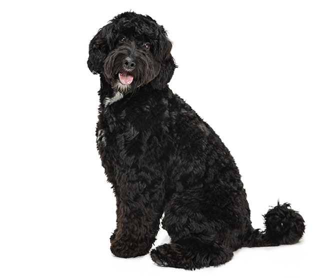 Sort Labradoodle