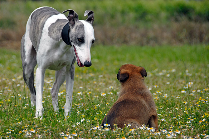 To hunde udenfor