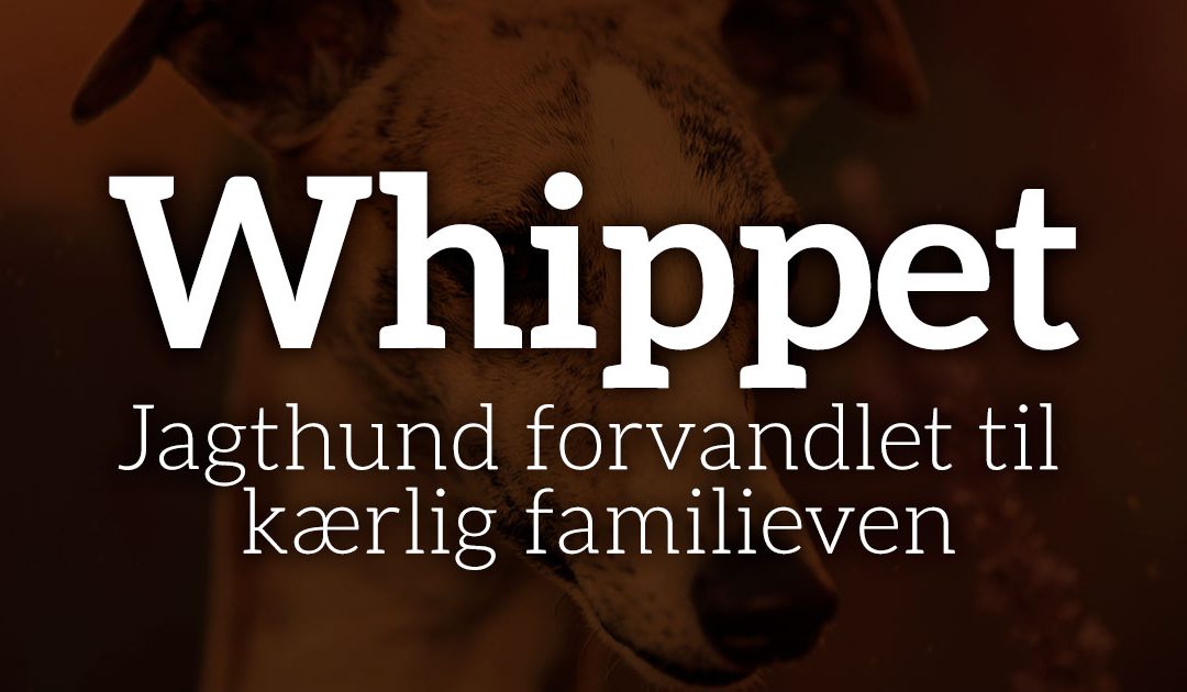 Whippet: Jagthund forvandlet til kærlig familieven