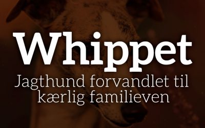 Whippet: Jagthund forvandlet til kærlig familieven