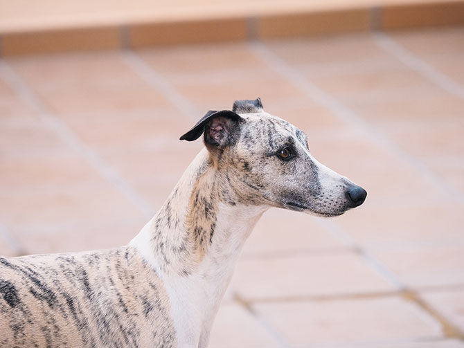 Whippet hund