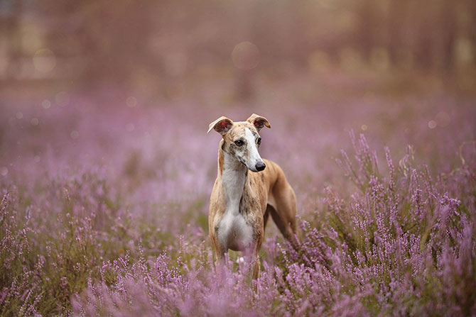 Whippet på eng