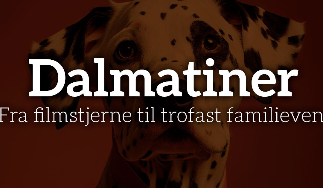 Dalmatiner: Fra filmstjerne til trofast familieven