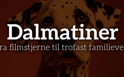 Dalmatiner: Fra filmstjerne til trofast familieven