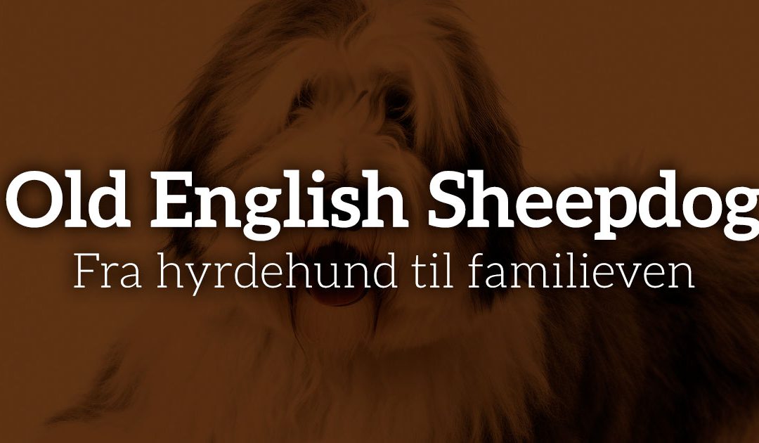 Old English Sheepdog: Fra hyrdehund til familieven