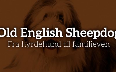 Old English Sheepdog: Fra hyrdehund til familieven