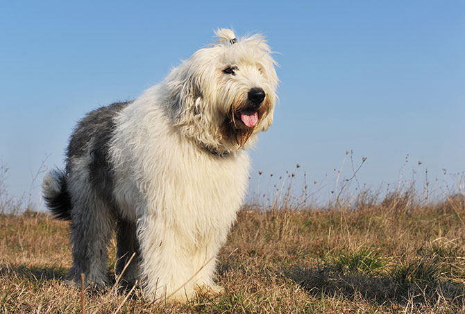 Old English Sheepdog er udenfor