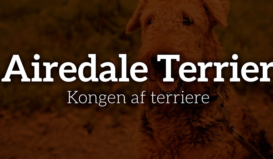 Airedale Terrier: Kongen af terriere