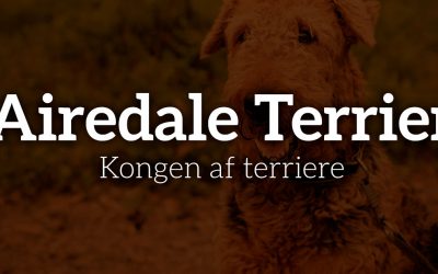 Airedale Terrier: Kongen af terriere