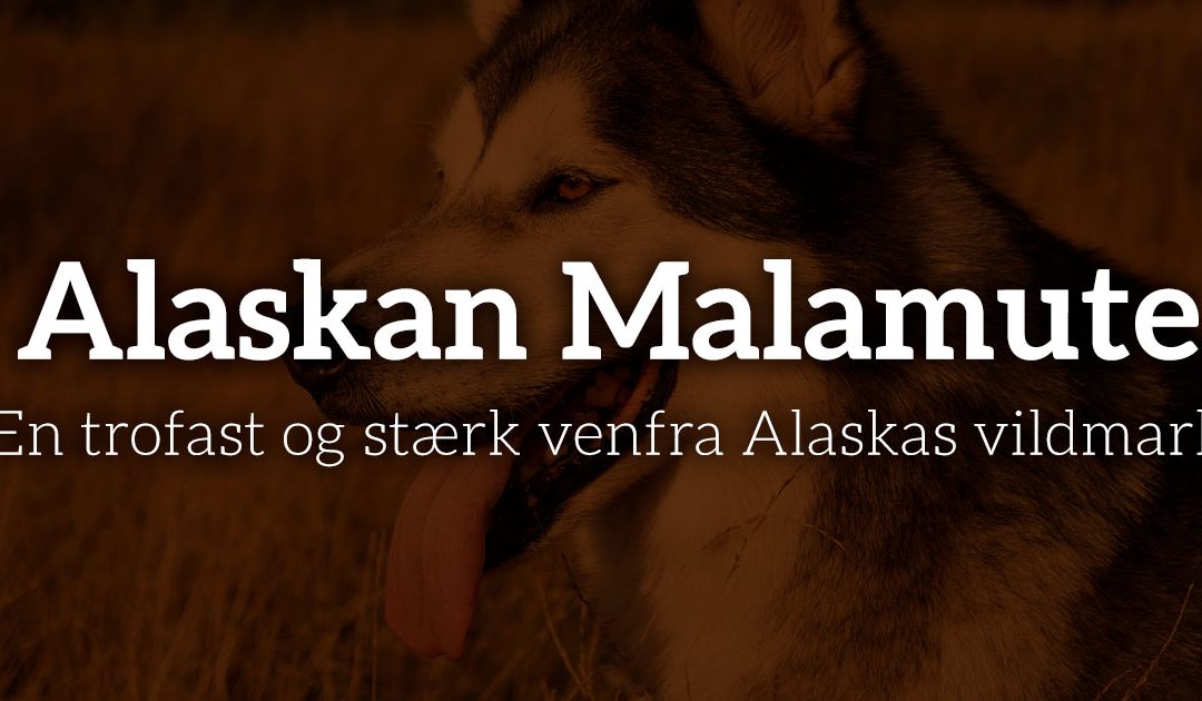 Alaskan Malamute: En trofast og stærk ven fra Alaskas vildmark