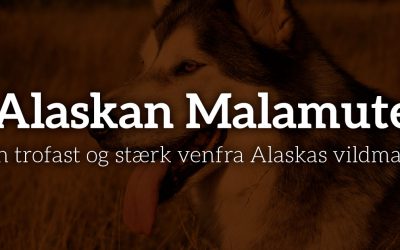 Alaskan Malamute: En trofast og stærk ven fra Alaskas vildmark