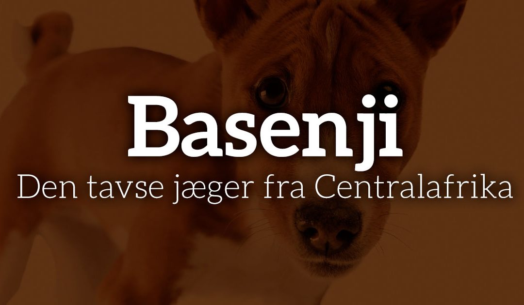 Basenji: Den tavse jæger fra Centralafrika