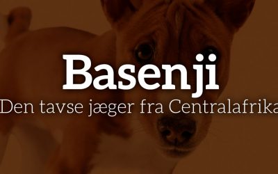 Basenji: Den tavse jæger fra Centralafrika