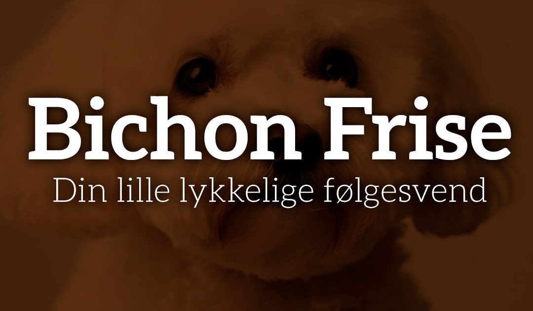Bichon Frise – Din lille lykkelige følgesvend