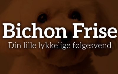 Bichon Frise – Din lille lykkelige følgesvend