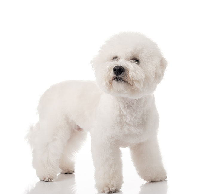 Bichon Frise hundehvalp på hvid baggrund