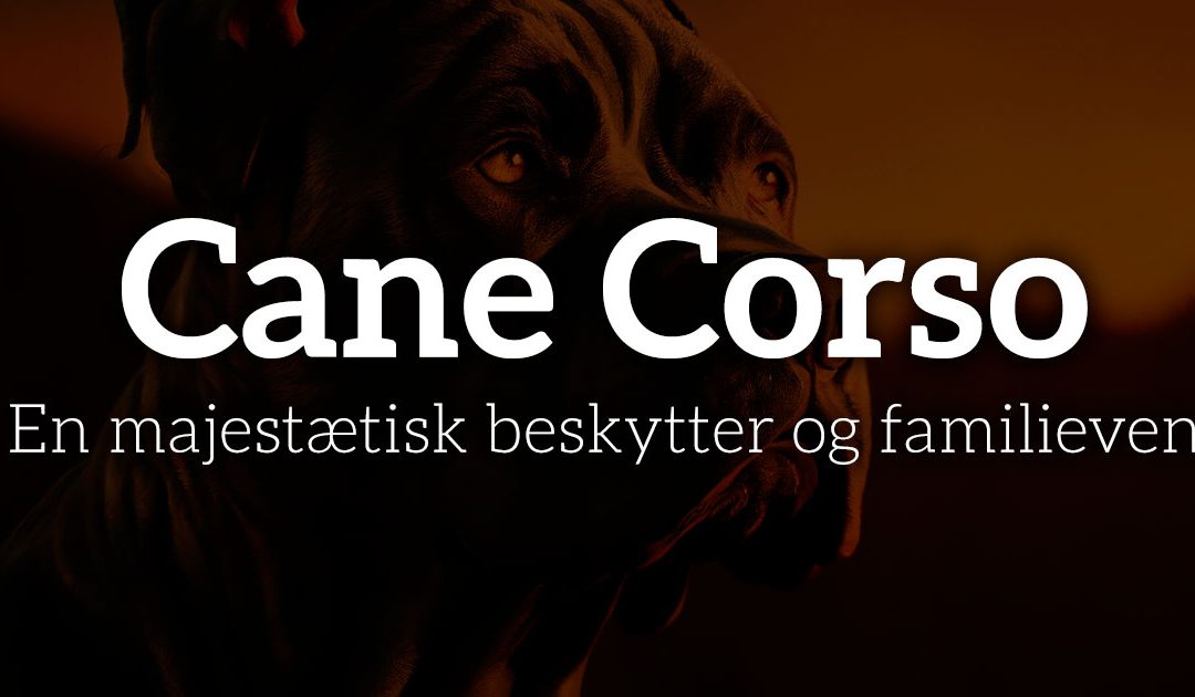 Cane Corso: En majestætisk beskytter og familieven