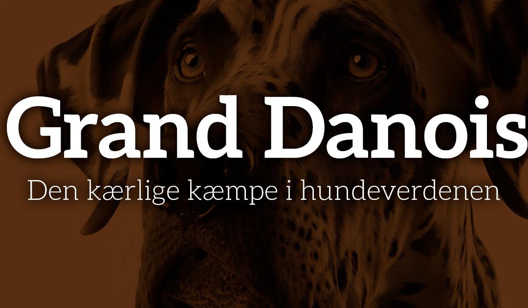 Grand Danois: Den kærlige kæmpe i hundeverdenen