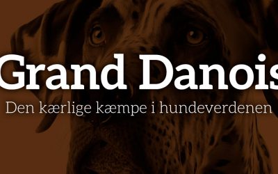 Grand Danois: Den kærlige kæmpe i hundeverdenen