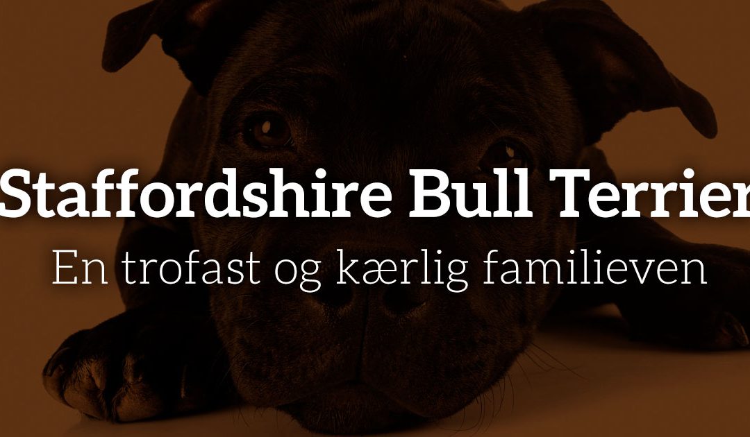 Staffordshire Bull Terrier: En trofast og kærlig familieven