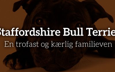 Staffordshire Bull Terrier: En trofast og kærlig familieven