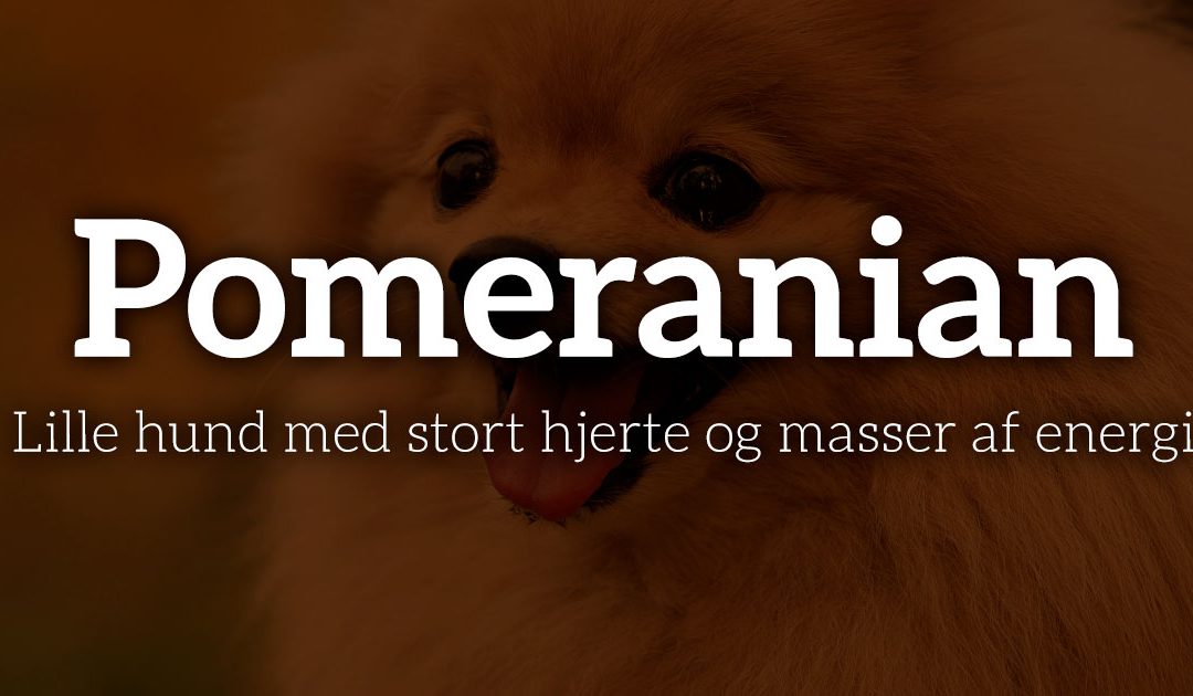 Pomeranian: Lille hund med stort hjerte og masser af energi