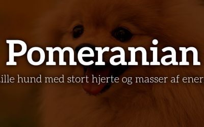 Pomeranian: Lille hund med stort hjerte og masser af energi