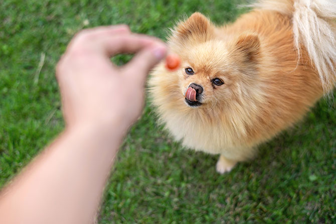 Pomeranianer er sulten