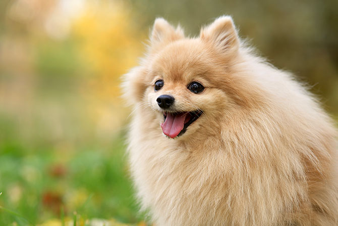 Pomeranian hund