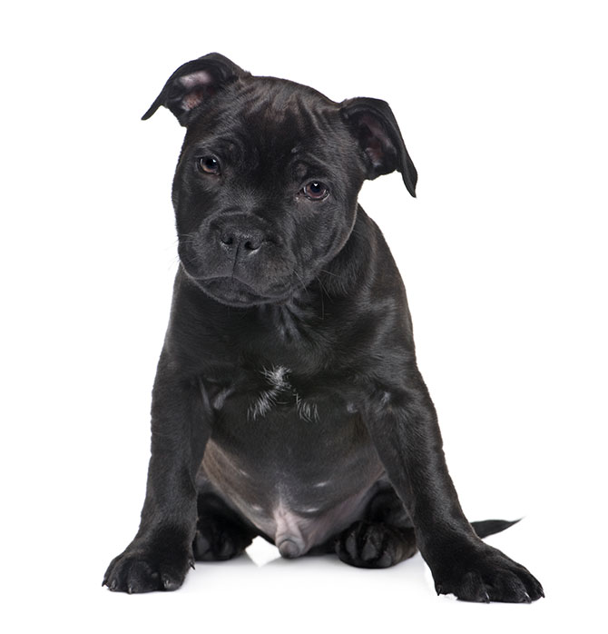 Staffordshire Bull Terrier hundehvalp