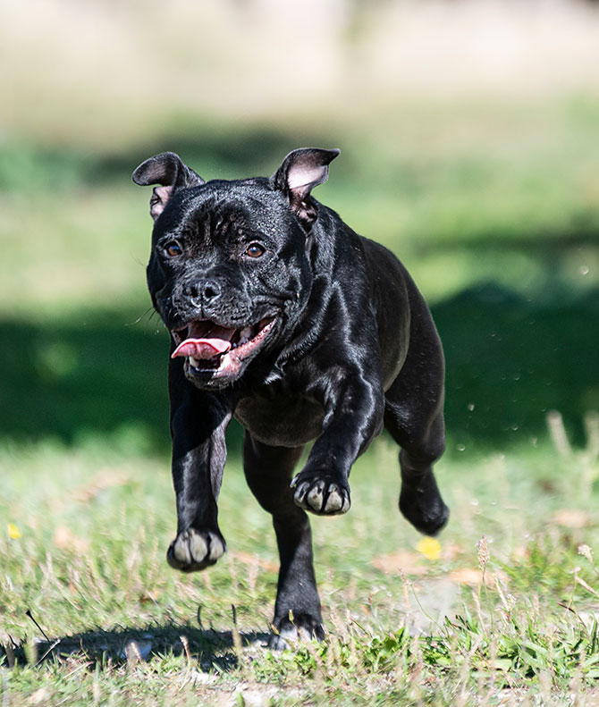 Staffordshire Bull Terrier løber udenfor