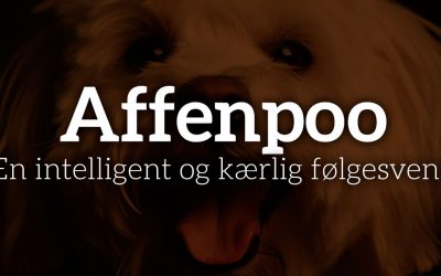 Affenpoo: En intelligent og kærlig følgesvend