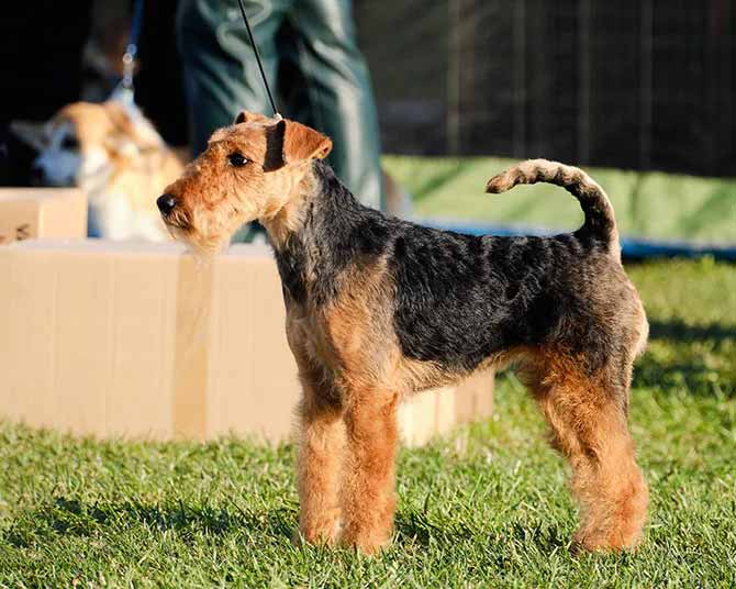 Airedale Terrirer står udenfor på græs
