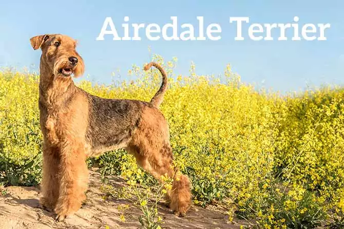 Airedale Terrier udenfor med blomster og himmel