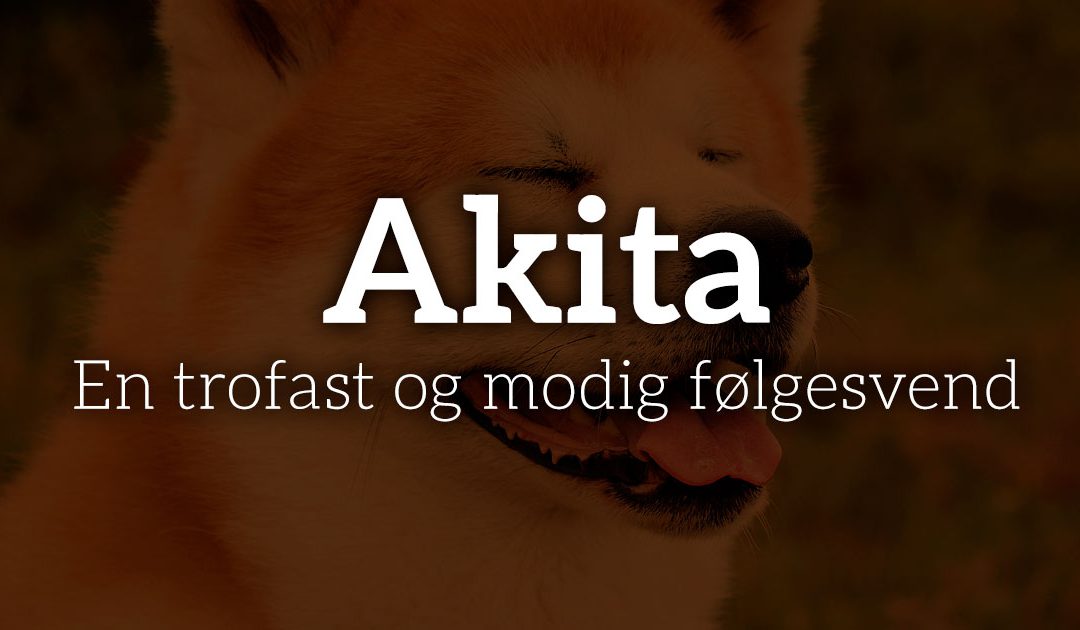 Akita: En trofast og modig følgesvend