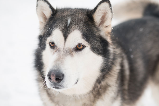 Alaskan Malamute hund i sneen