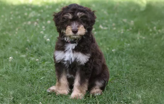 Aussiedoodle hvalp på græs