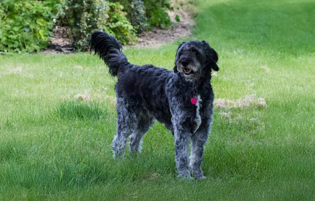 Aussiedoodle står udenfor