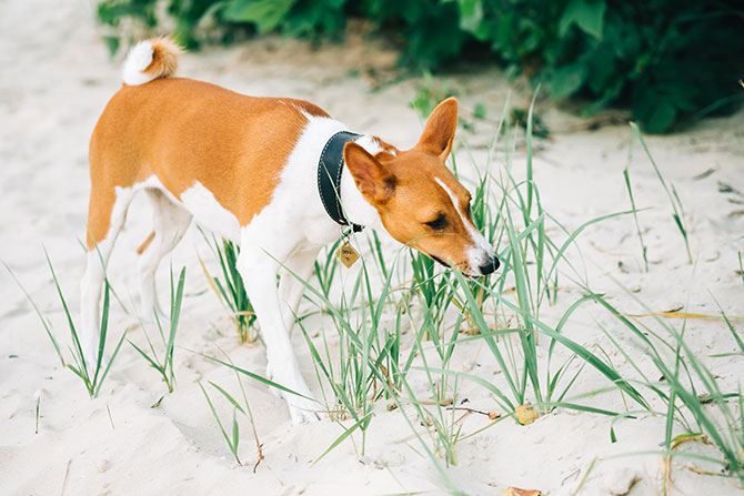 Basenji hund går på stranden