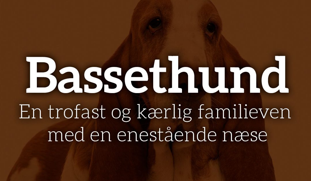 Bassethunden: En trofast og kærlig familieven med en enestående næse