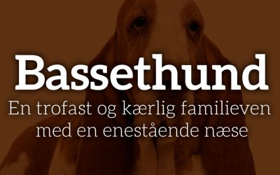 Bassethunden: En trofast og kærlig familieven med en enestående næse