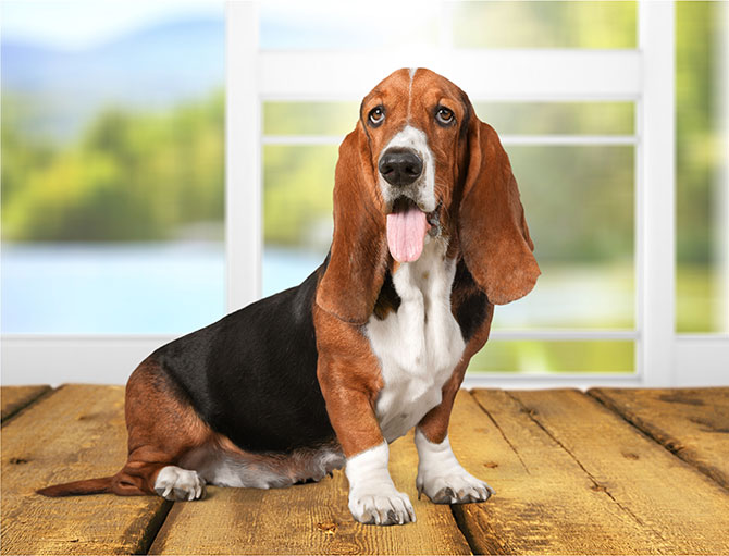 Bassethund indenfor