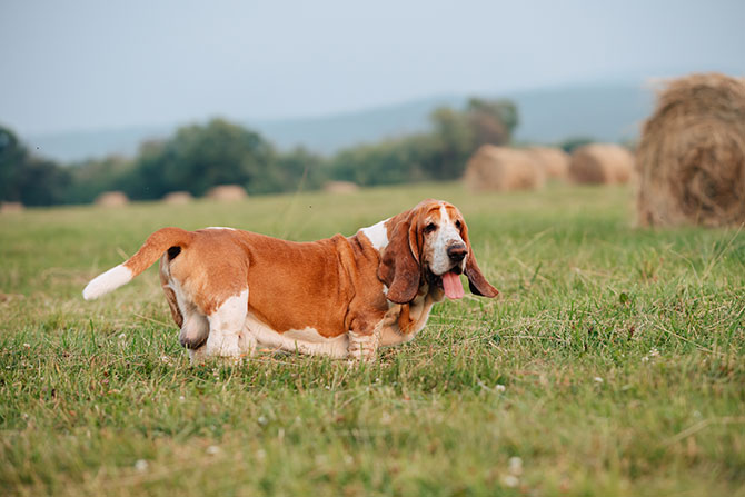 Bassethund udenfor