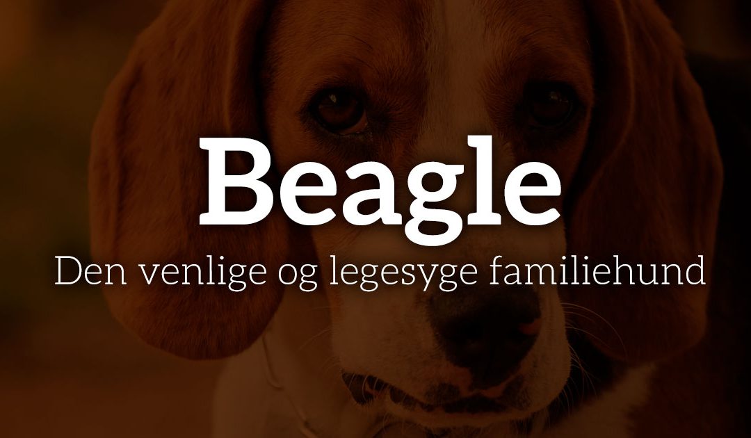 Beagle: Den venlige og legesyge familiehund