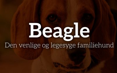 Beagle: Den venlige og legesyge familiehund